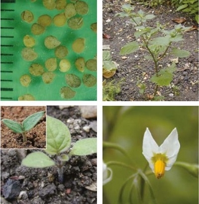Black nightshade at four growth stages